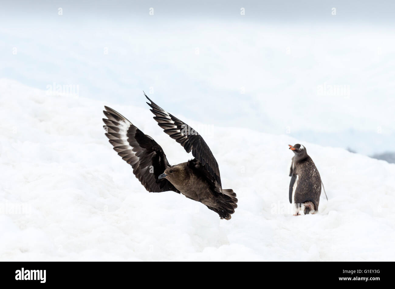 Braune Skua (Stercorarius Antarcticus) und Gentoo Penguins (Pygoscelis Papua) Neko Harbour antarktischen Halbinsel Antarktis Stockfoto