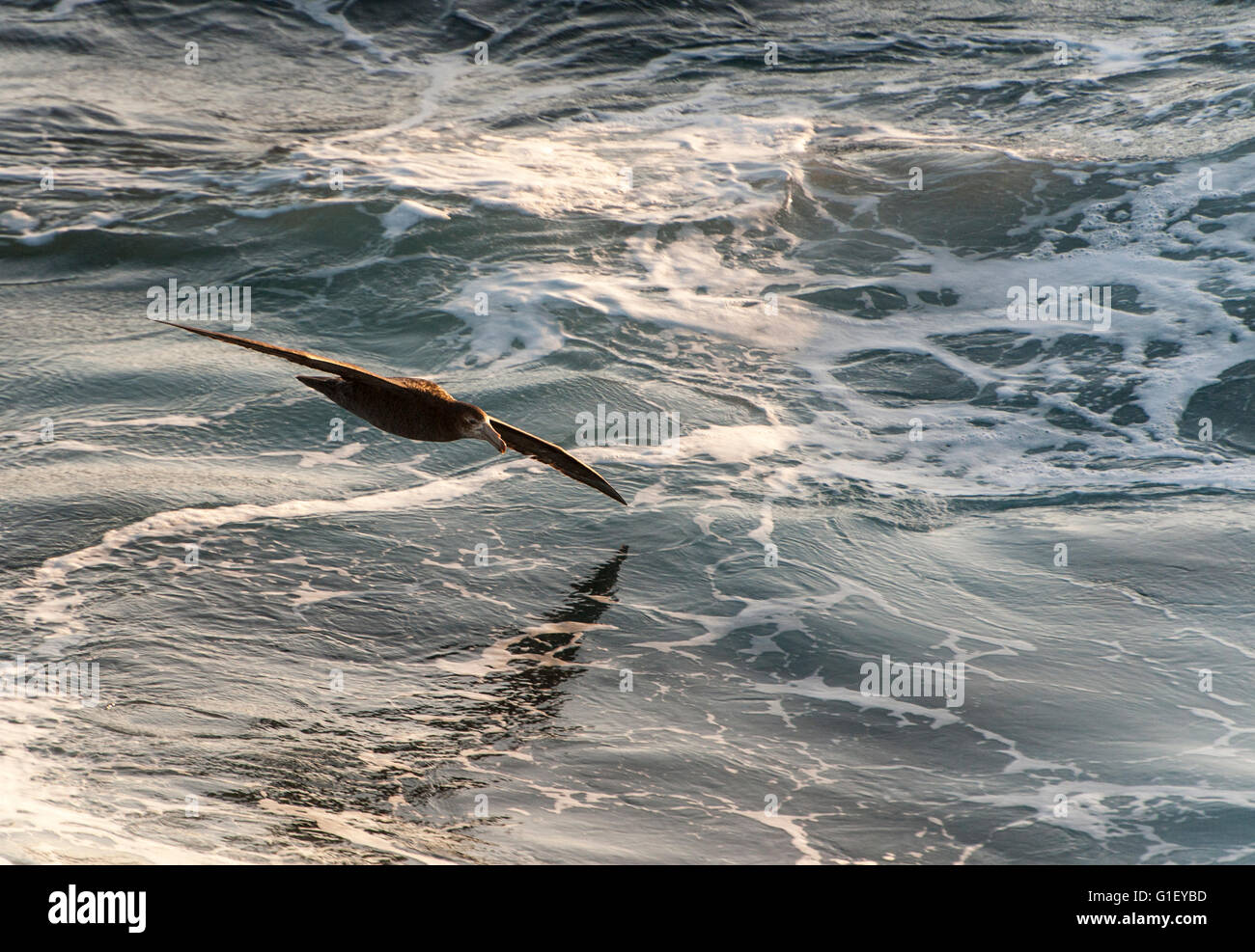 Nördlichen giant Petrel (Macronectes Halli) im südlichen Ozean Neuseeland Flug Stockfoto