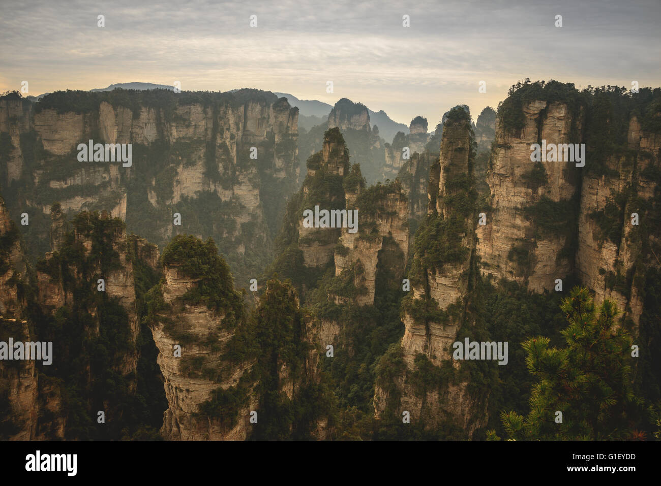 Zhangjiajie National Forest Park in Zentralchina. Berühmte für inspirierende Avatar Stockfoto