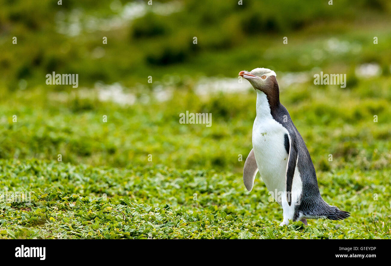 Yellow-eyed Penguin (Megadyptes Antipodes) zu Fuß Enderby Insel Neuseeland Stockfoto