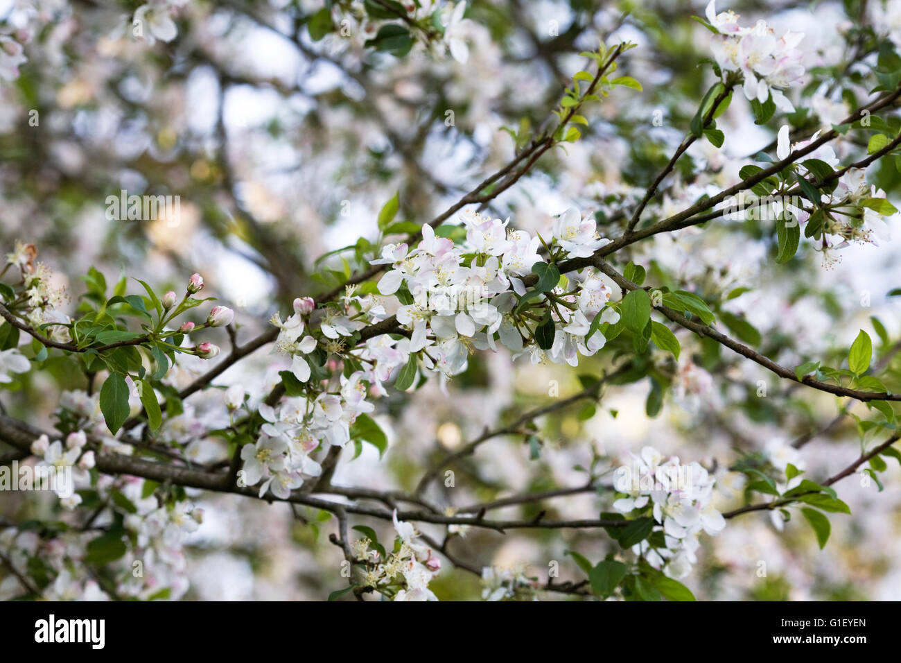 Malus-Blumen. Apfelblüte in der Hecke im Frühjahr. Stockfoto