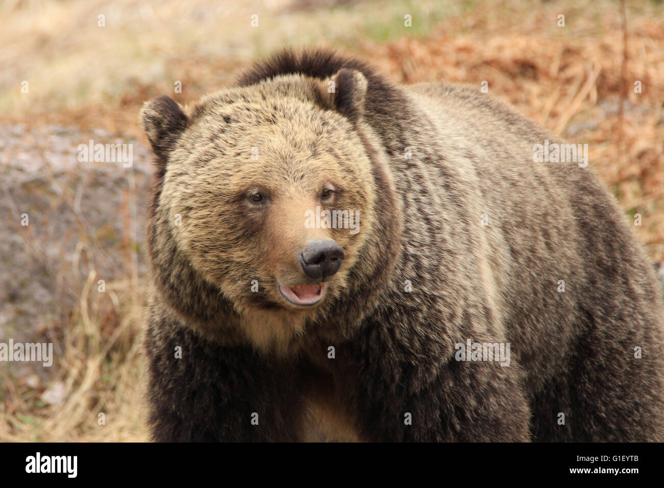 Mama Grizzly Bear Stockfoto