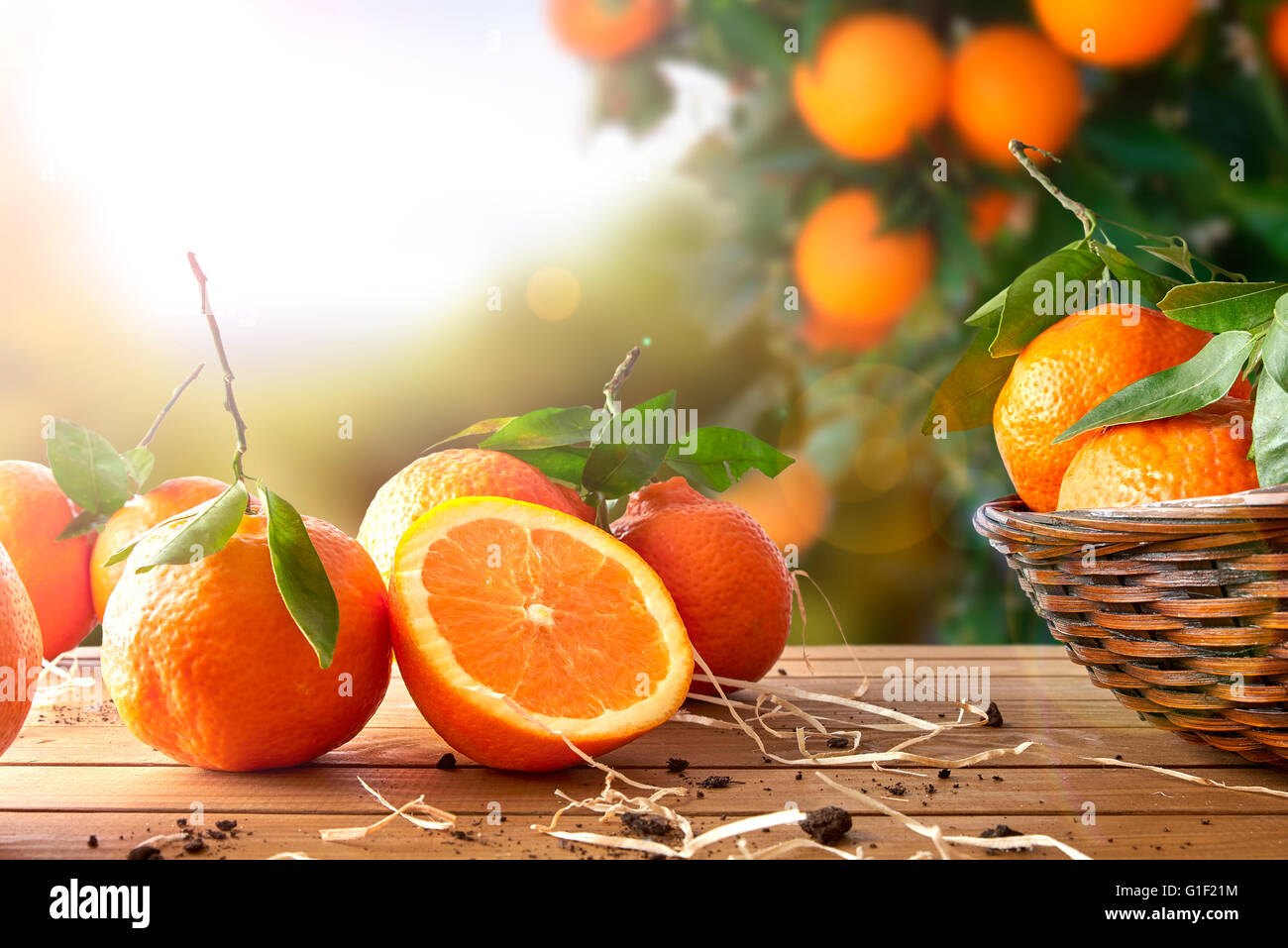 Orangen-Gruppe frisch gepflückt in einem Korb und auf einem braunen Holztisch in einem Orangenhain. Mit einem Baum und Garten Hintergrund mit Stockfoto