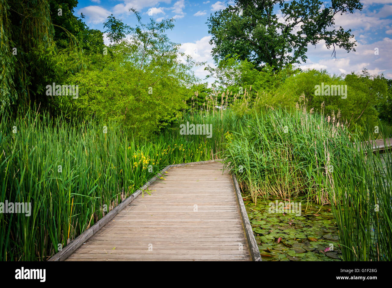 Promenade-Trail entlang der Teich bei Patterson Park in Baltimore, Maryland. Stockfoto Promenade-Trail entlang der Teich bei Patterson Park in Baltimore, Maryland. Stockfoto