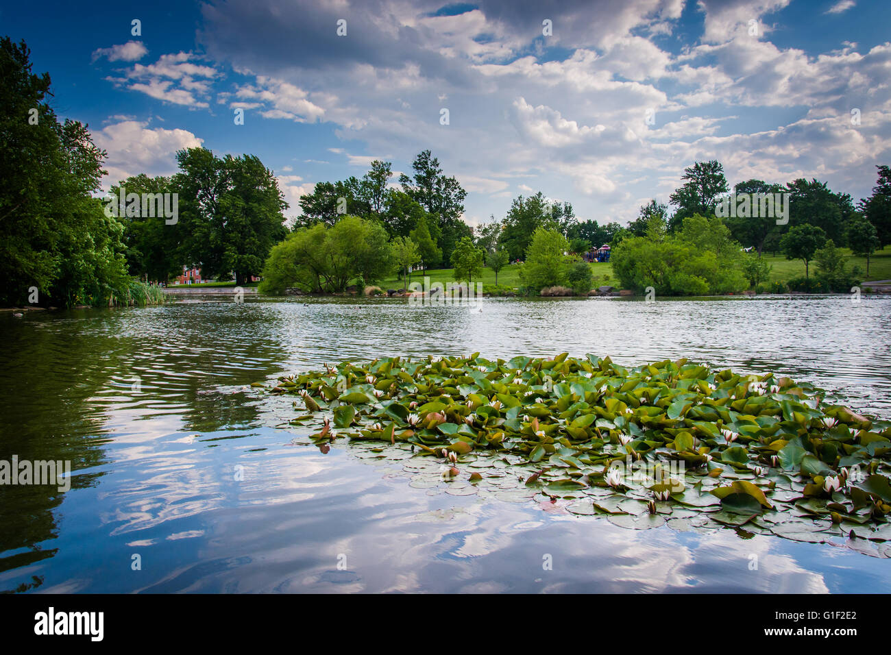 Seerosen im Teich bei Patterson Park in Baltimore, Maryland. Stockfoto Seerosen im Teich bei Patterson Park in Baltimore, Maryland. Stockfoto
