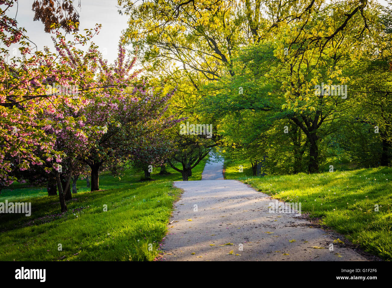 Frühlings-Farben entlang eines Pfades zu Druid Hill Park in Baltimore, Maryland. Stockfoto Frühlings-Farben entlang eines Pfades zu Druid Hill Park in Baltimore, Maryland. Stockfoto