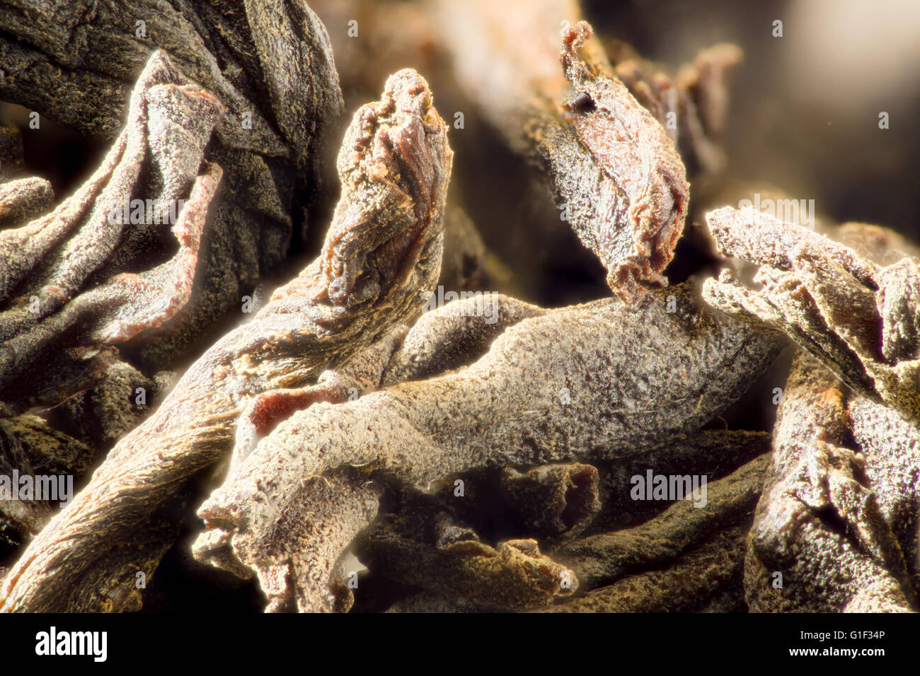 große Blätter unter hoher Vergrößerung Stockfoto