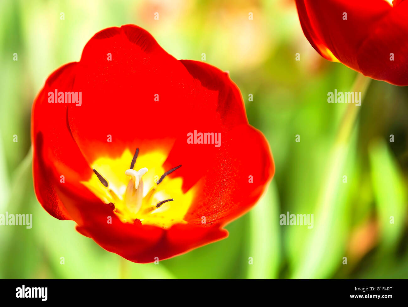 Nahaufnahme von einem Tulpen Blumen Stempel. Stockfoto