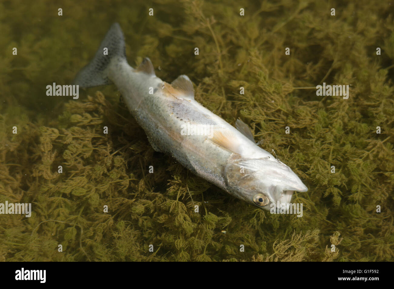 Tote Forelle Bauch über einige im Wasser schwimmenden Wasserpflanzen Stockfoto