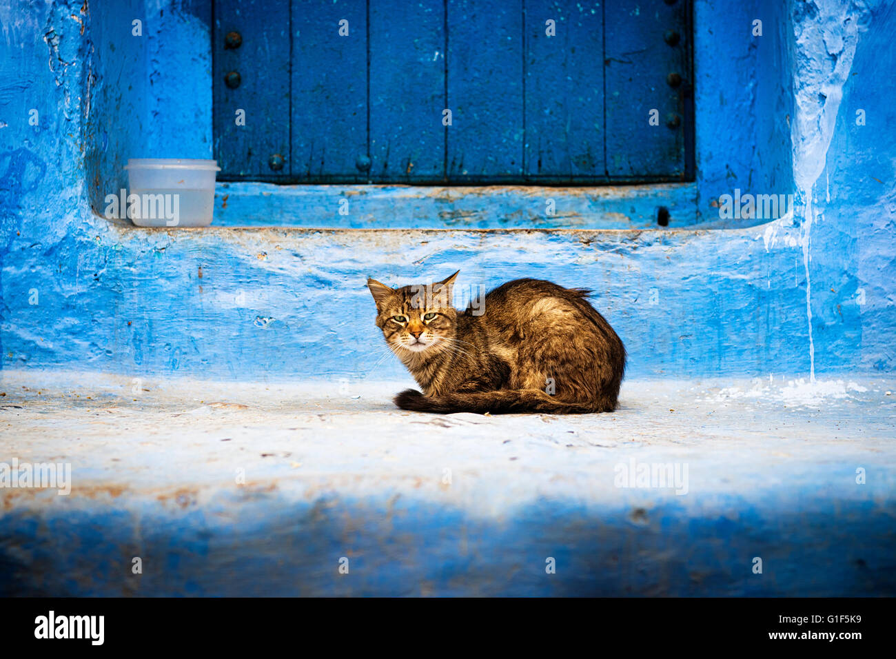 Eine Katze vor einer Tür in Chefchaouen, Marokko. Stockfoto
