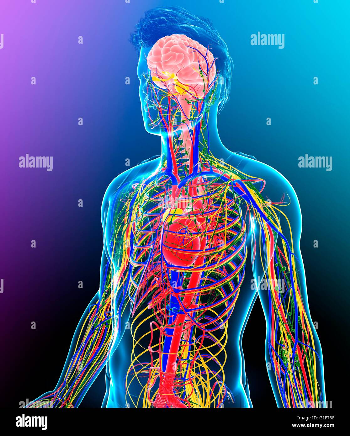 menschliche organ organsysteme systeme interne