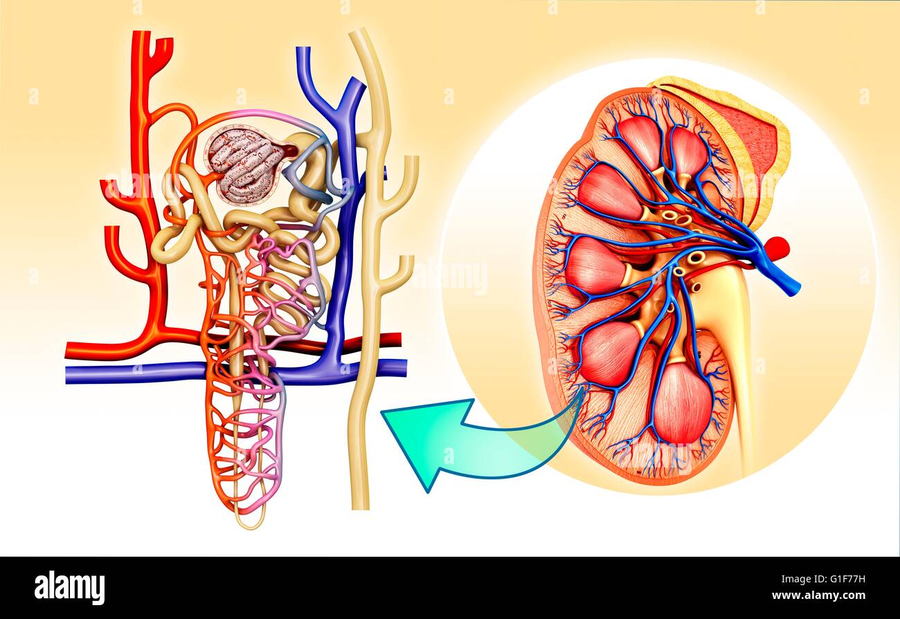Nephronen Stockfotos Und Bilder Kaufen Alamy