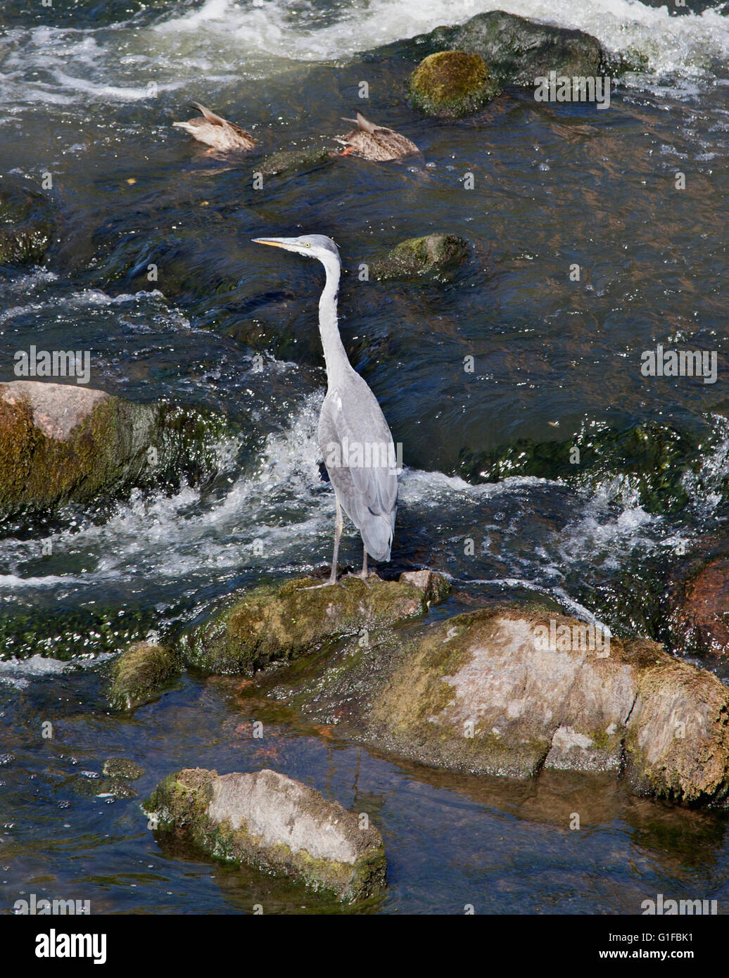 Suchen Sie Fische in Stromschnellen Graureiher Stockfoto