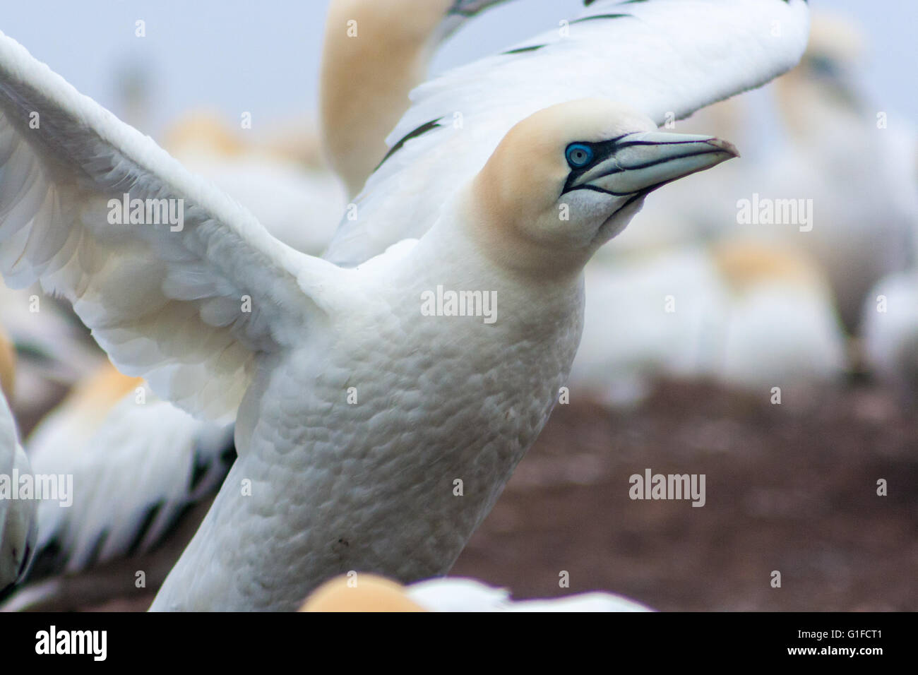 Northern Gannet breitet seine Flügel aus. Stockfoto