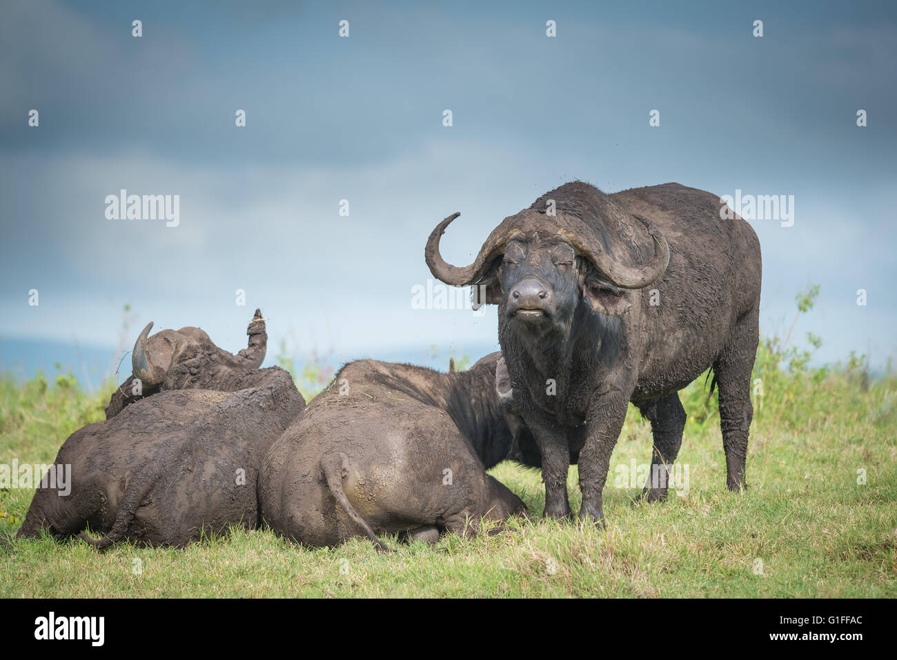 Der afrikanische Büffel oder Kaffernbüffel (Syncerus Caffer), Weiden auf den fruchtbaren Ebenen der Ngorongoro Crater in Tansania Stockfoto