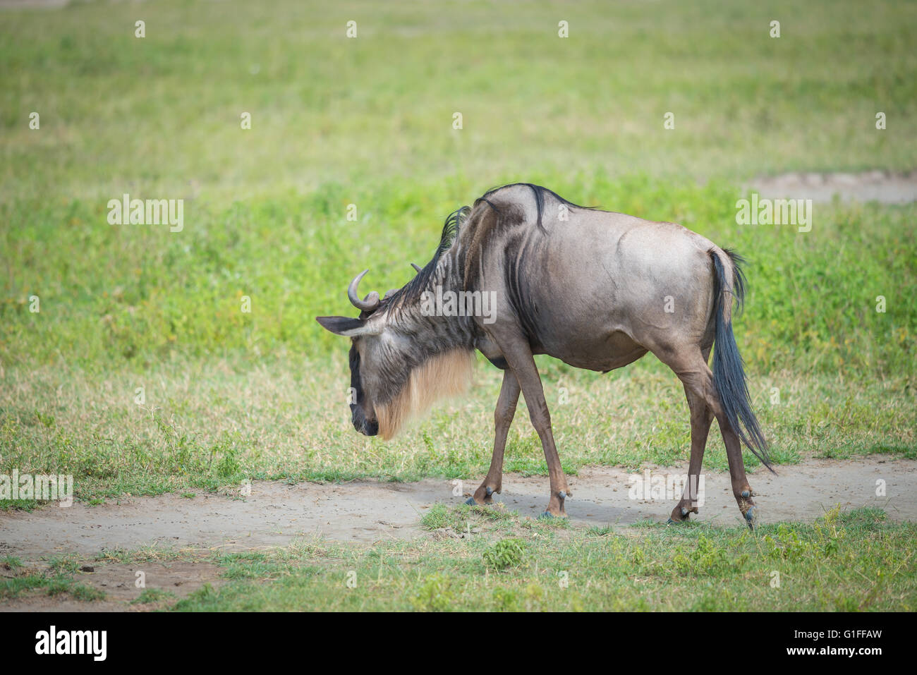 Gnus auf den Ebenen von Ngorongoro Crater in Tansania, Ostafrika Stockfoto