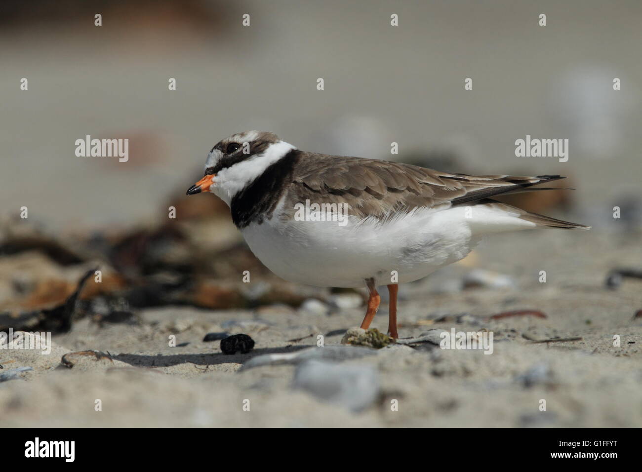 Flussregenpfeifer-Regenpfeifer (Charadrius Hiaticula), Erwachsene stehen auf sand Stockfoto