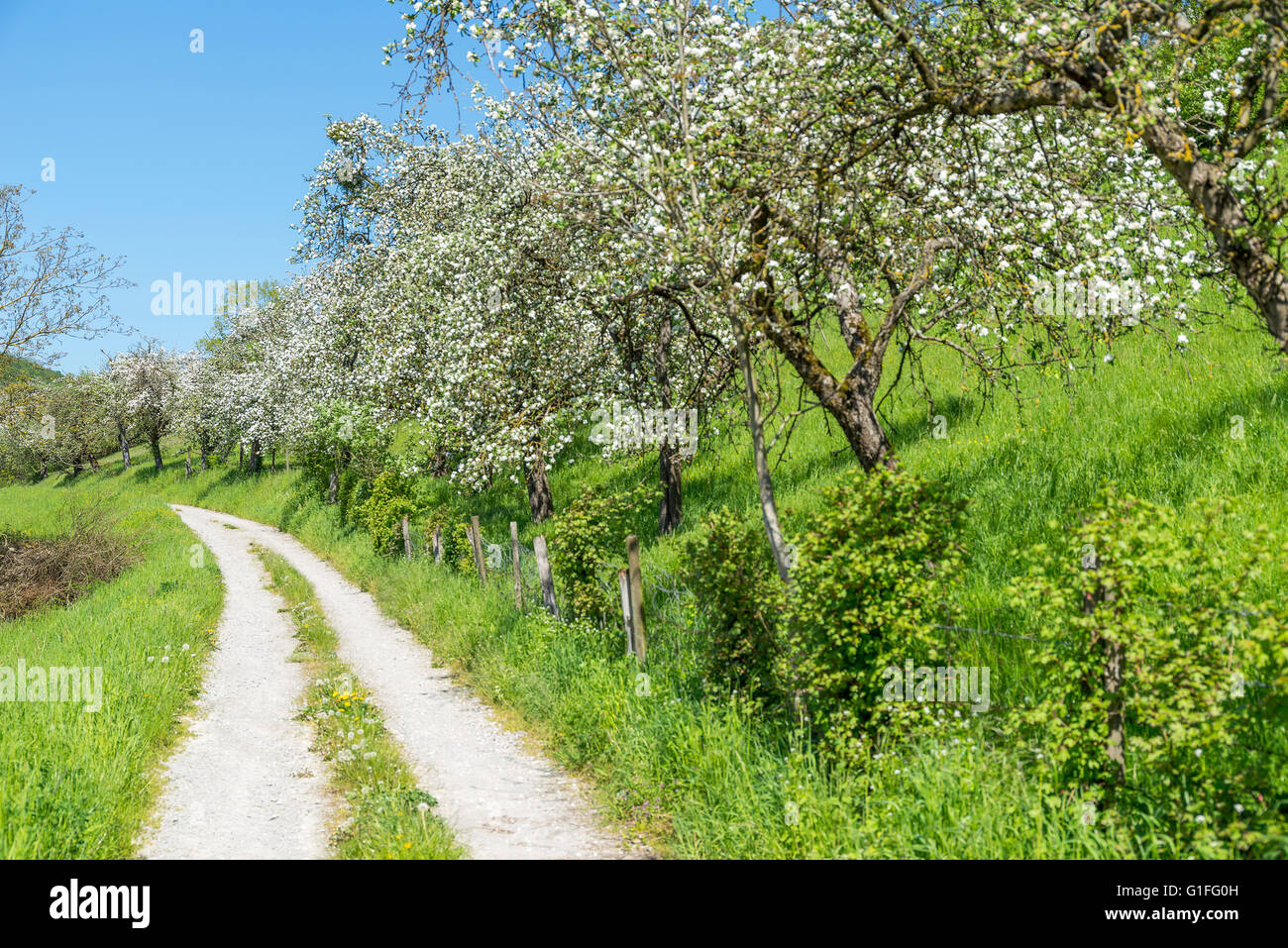 sonnig beleuchteten idyllischen Feldweg im Frühjahr in Hohenlohe, einem Stadtteil im Süden Deutschlands Stockfoto