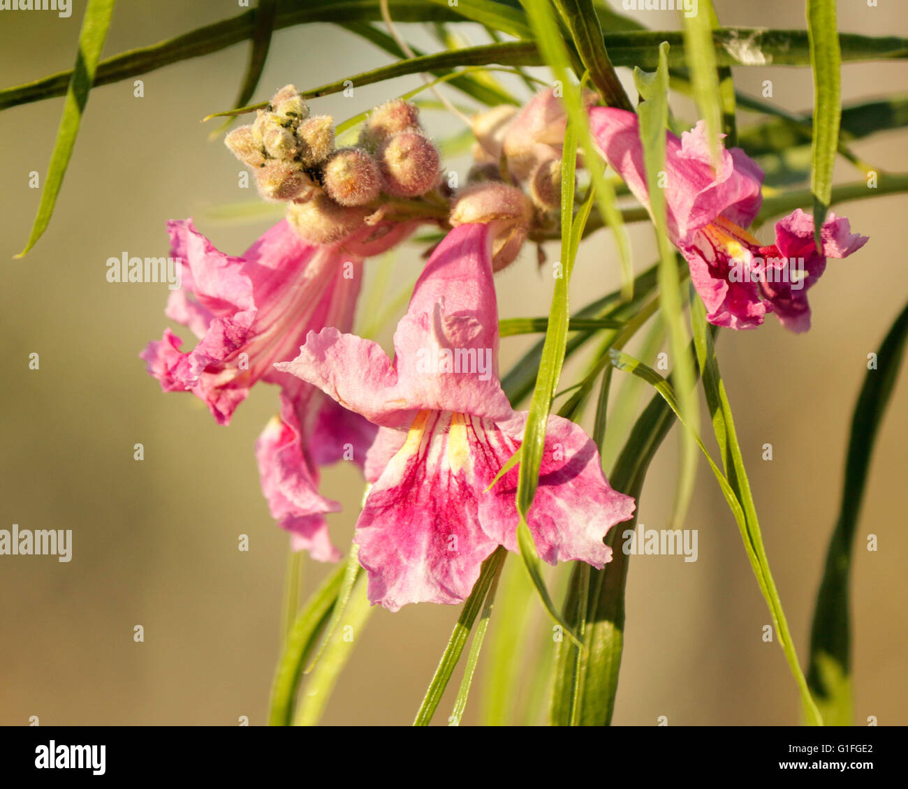 Rosa Weide Wüstenblume Stockfotografie - Alamy
