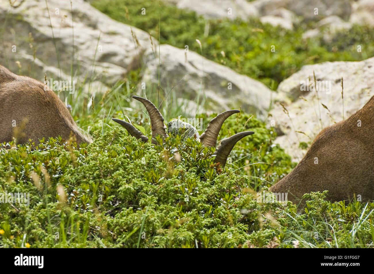 Ein paar junge Steinböcke (Capra Ibex) in den Büschen Weiden Stockfoto