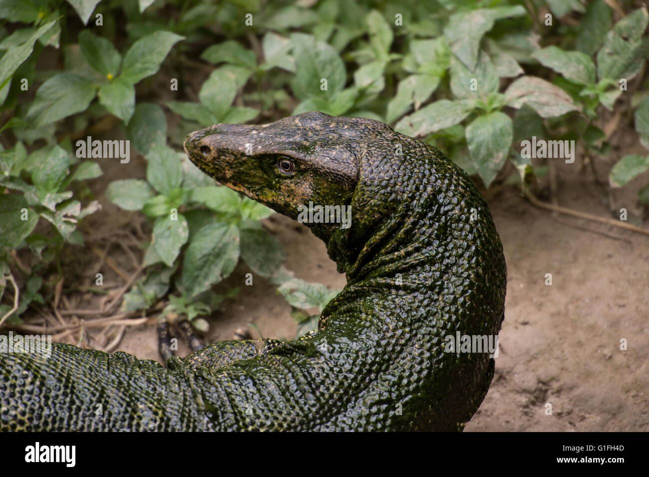 Eidechse-Monitor, Varanus Salvator, Varanidae, Asien Stockfoto