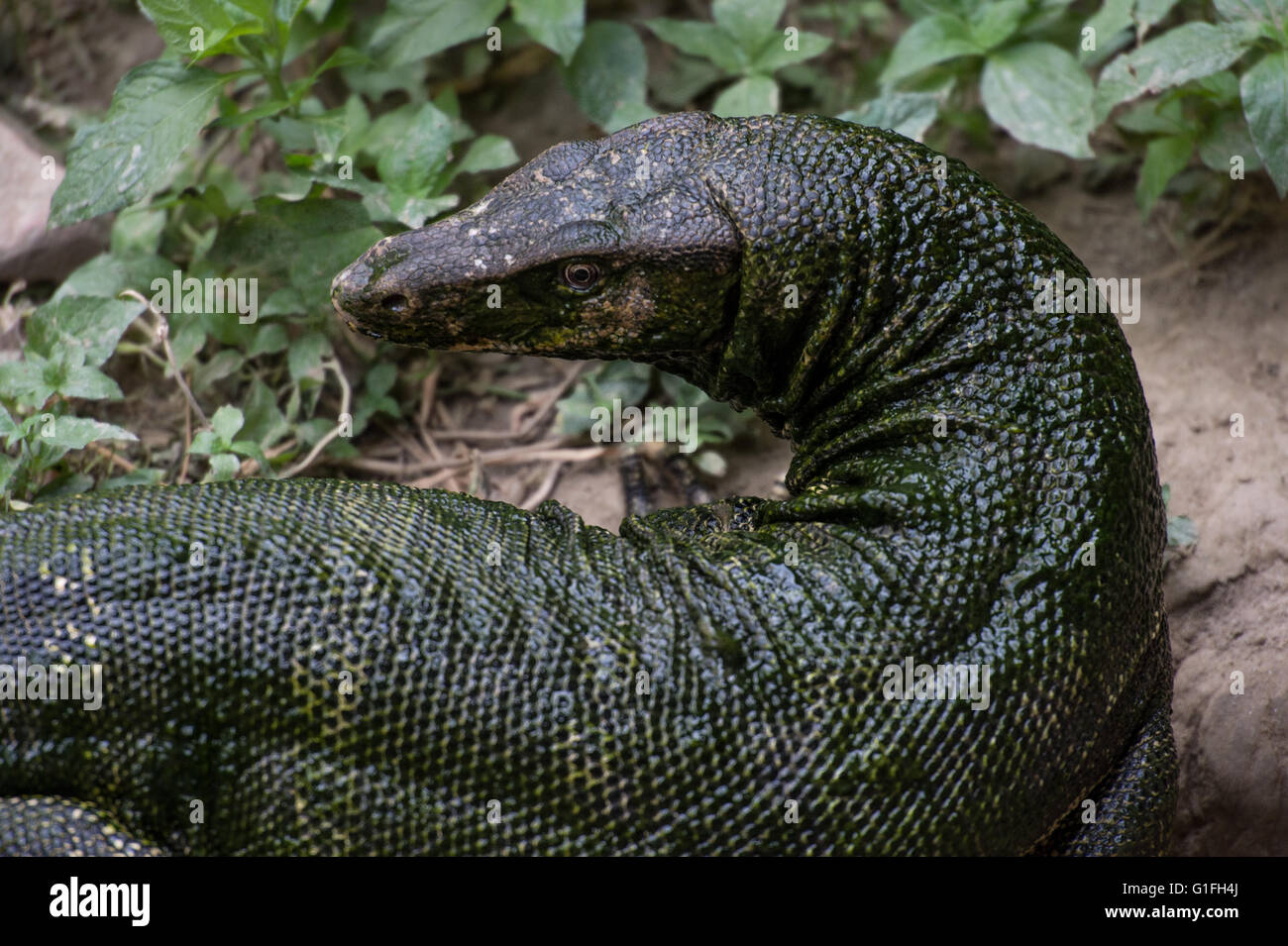 Eidechse-Monitor, Varanus Salvator, Varanidae, Asien Stockfoto