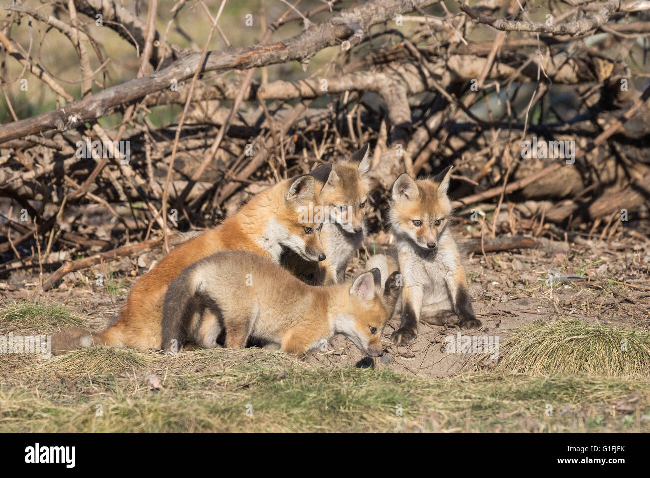 Red Fox Kits starrte unverwandt in ihre Höhle Stockfoto