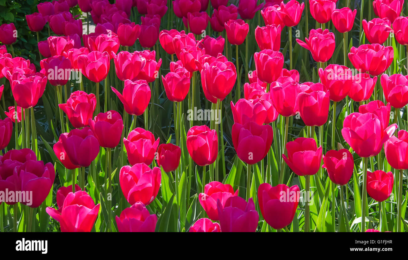 Tulpen. Glade von roten Tulpen im Park. Keukenhof. Holland. Stockfoto