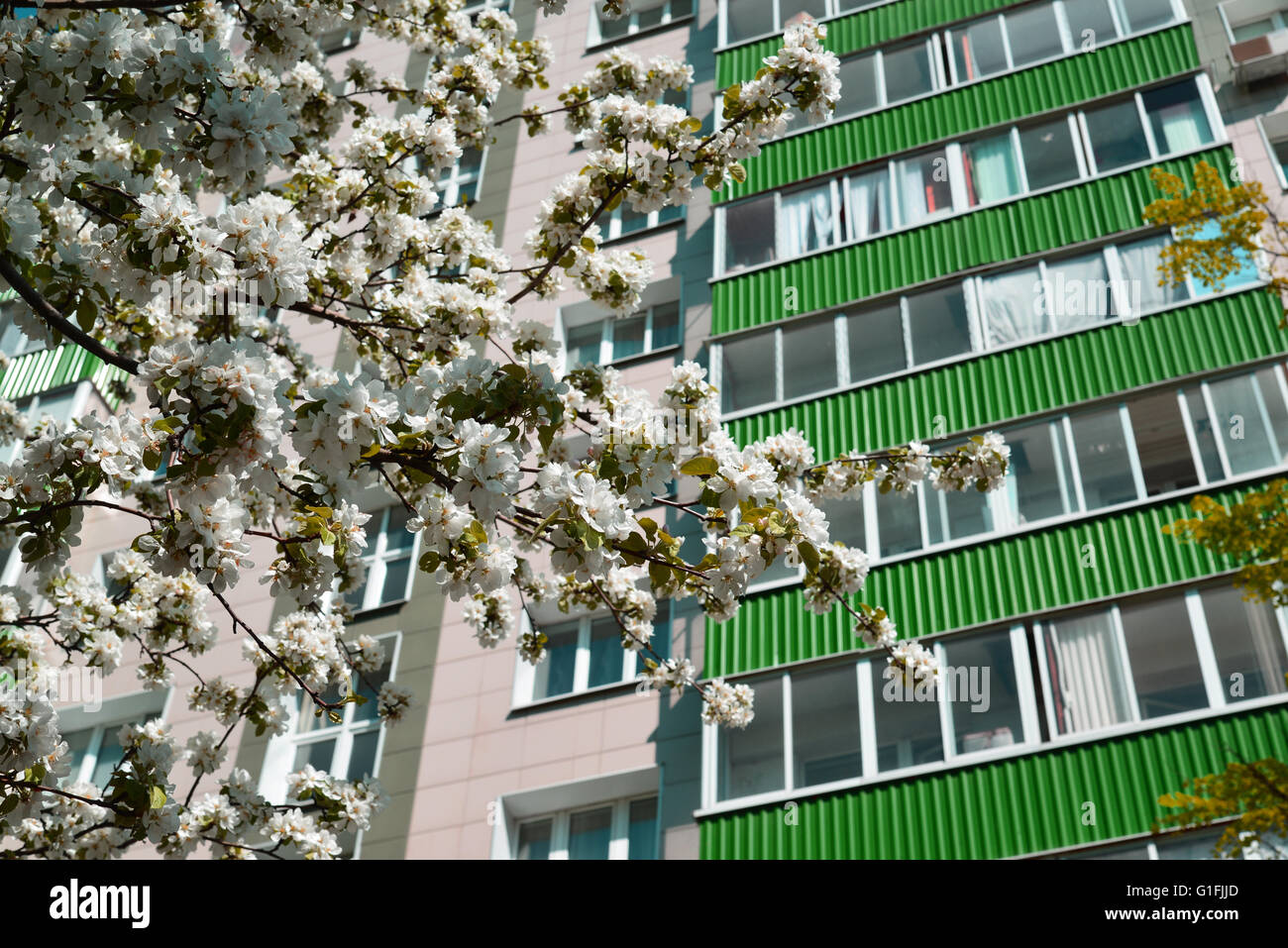 Blühender Apfelbaum auf Grund des mehrstöckigen Gebäudes Stockfoto