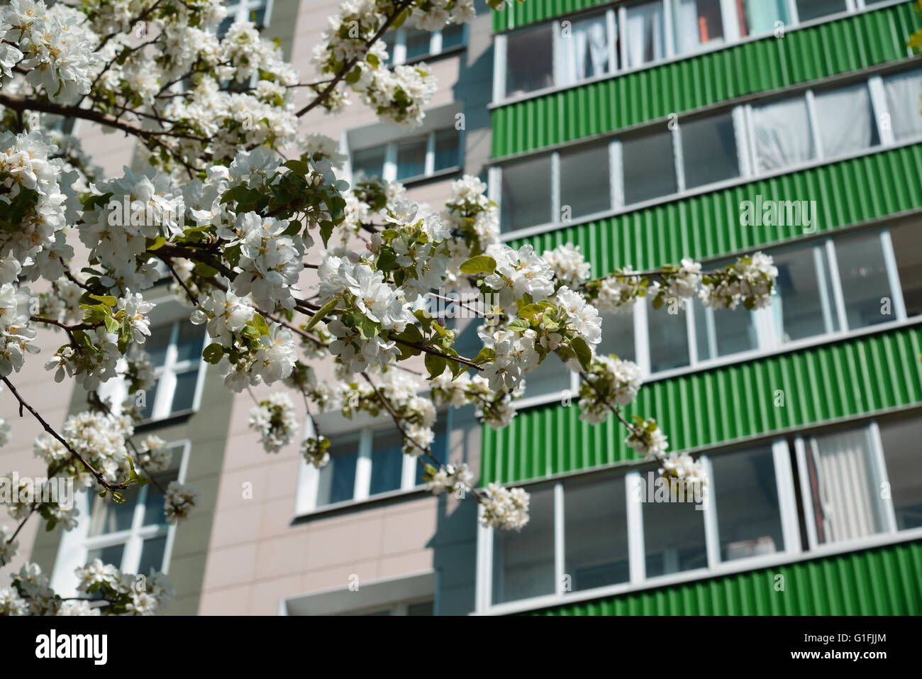 Blühender Apfelbaum auf Grund des mehrstöckigen Gebäudes Stockfoto