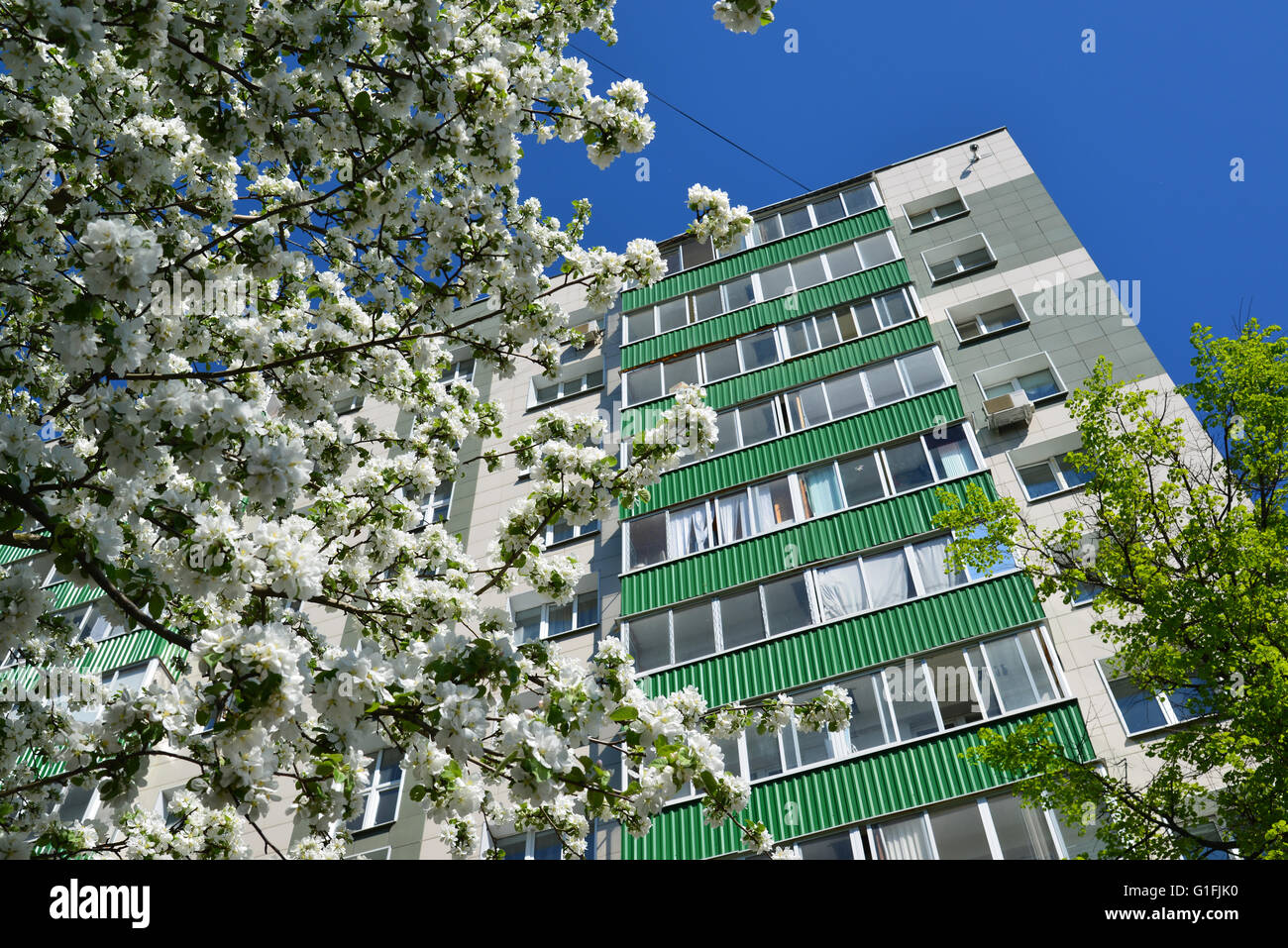 Blühender Apfelbaum auf Grund des mehrstöckigen Gebäudes Stockfoto