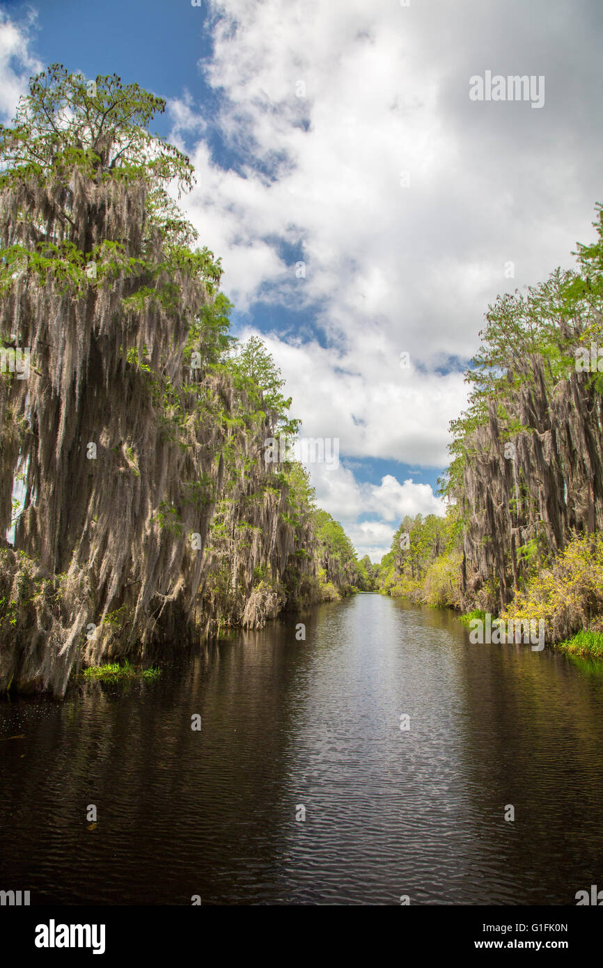 Folkston, Georgia - Spanish Moss hängt auf dem Suwannee Kanal in das Okefenokee National Wildlife Refuge. Stockfoto