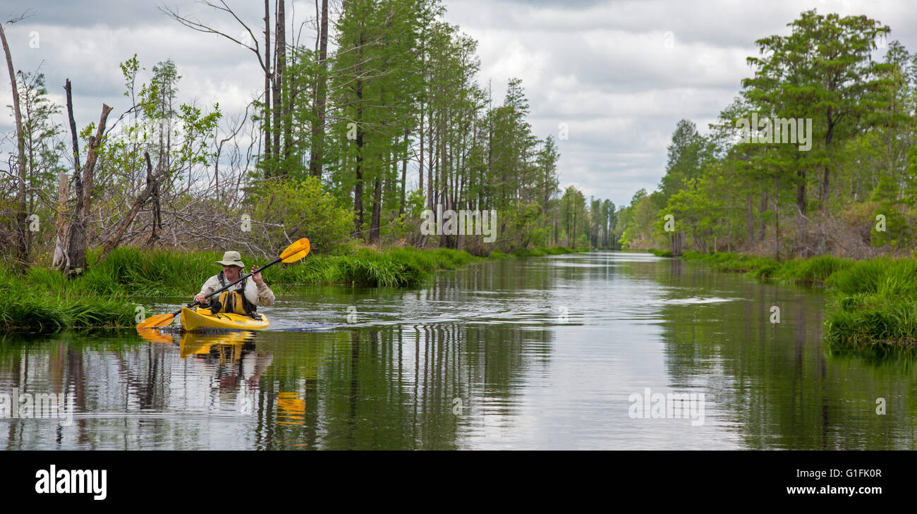 Folkston, Georgia - ein Mann Paddel Kajak auf dem Suwannee Kanal in das Okefenokee National Wildlife Refuge. Stockfoto