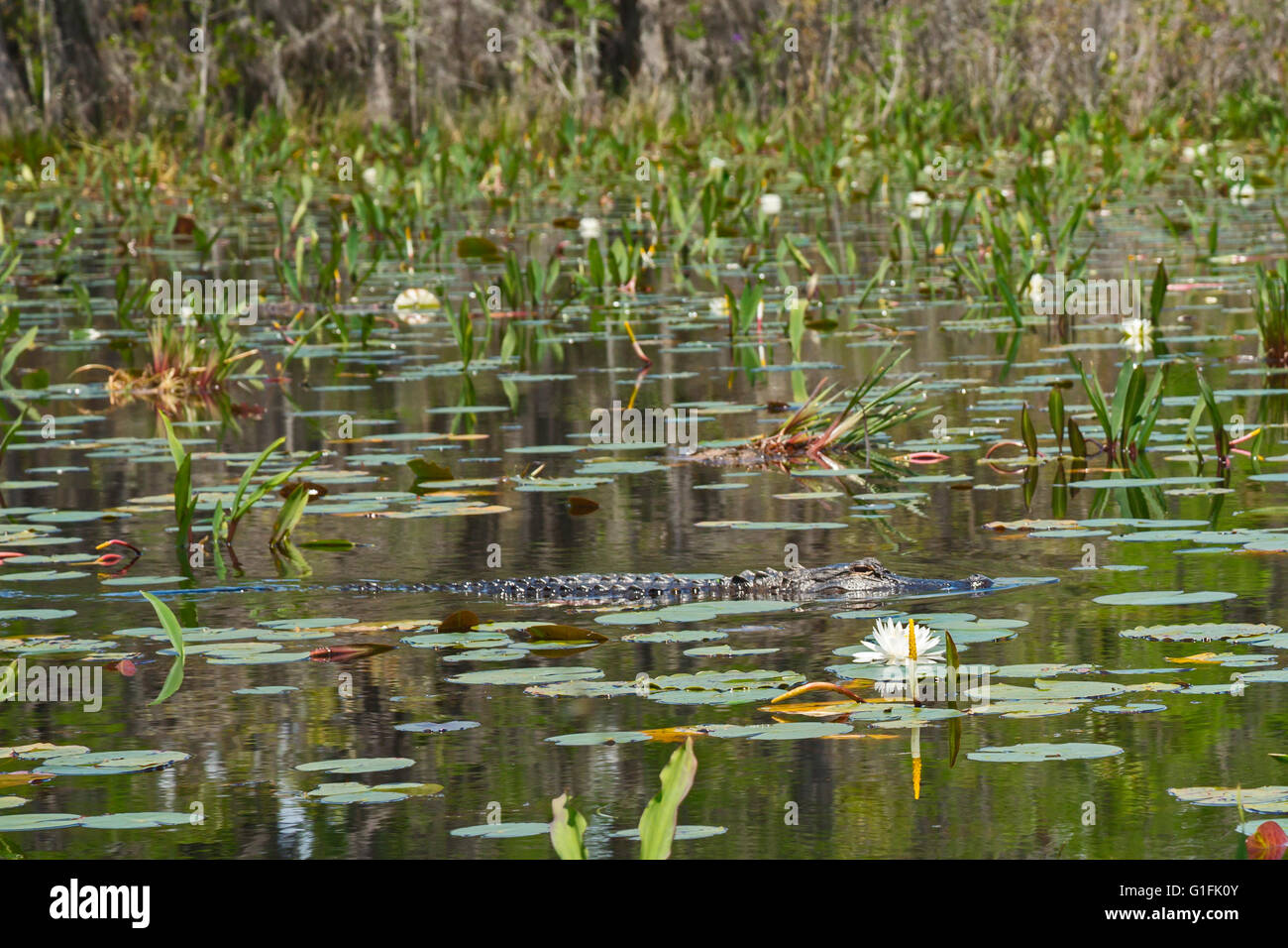 Folkston, Georgia - ein Alligator im Okefenokee National Wildlife Refuge. Stockfoto
