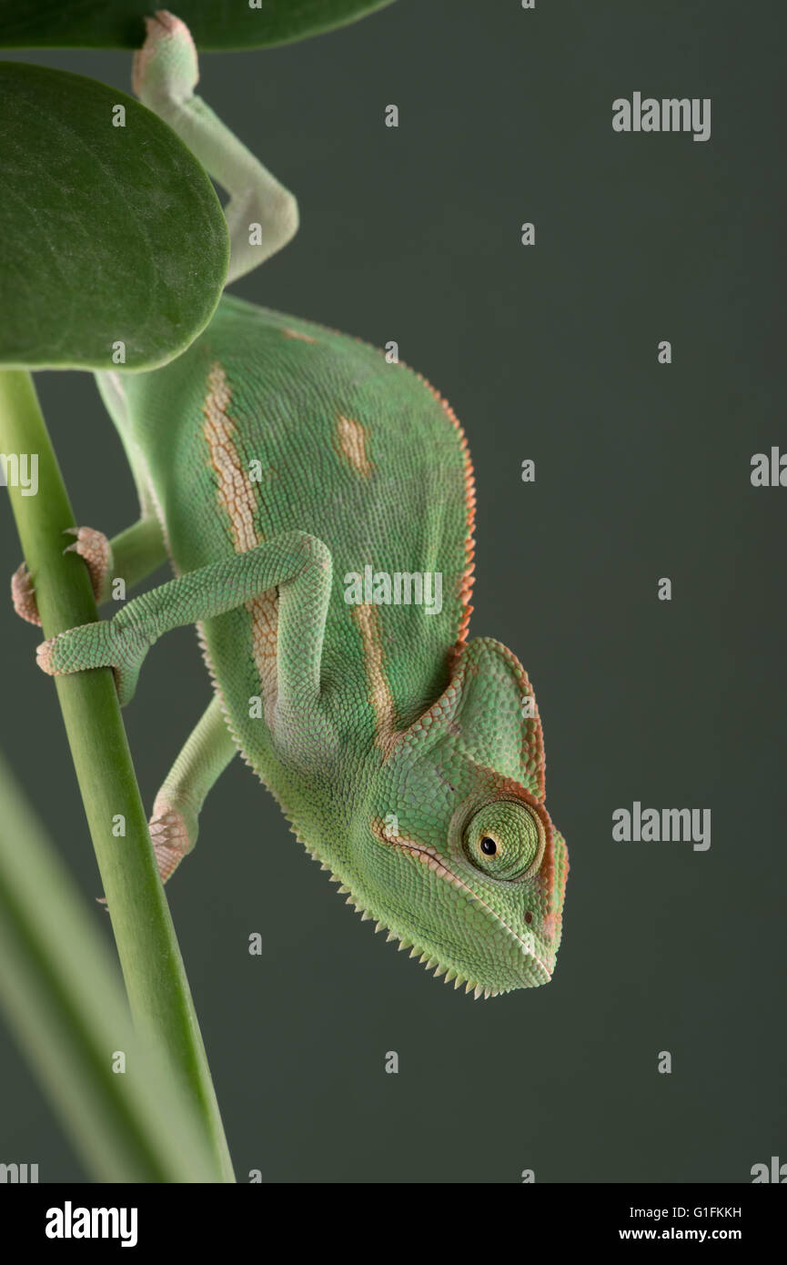 Jemenchamäleon (Chamaeleo Calyptratus) Stockfoto