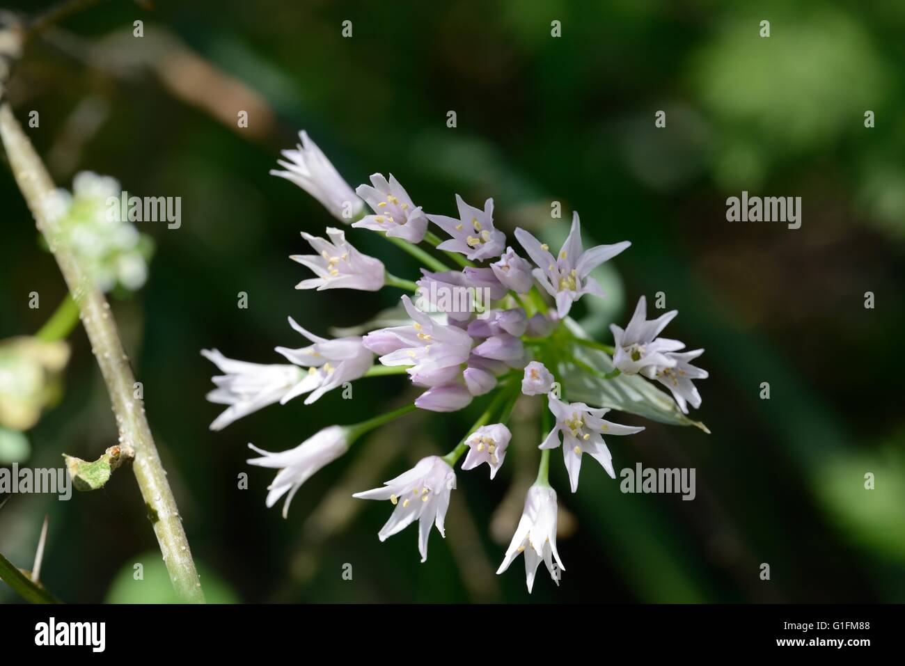 SPP Allium. Stockfoto