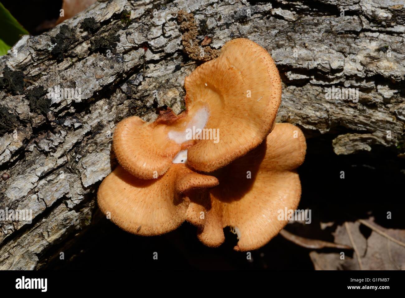 Omphalotus orange Pilz auf toten Baumstamm Stockfoto