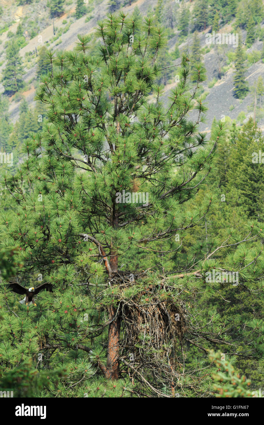 Weißkopfseeadler, die sich nähern, nisten in einer Kiefer entlang des clark Fork River in der Nähe von alberton, montana Stockfoto