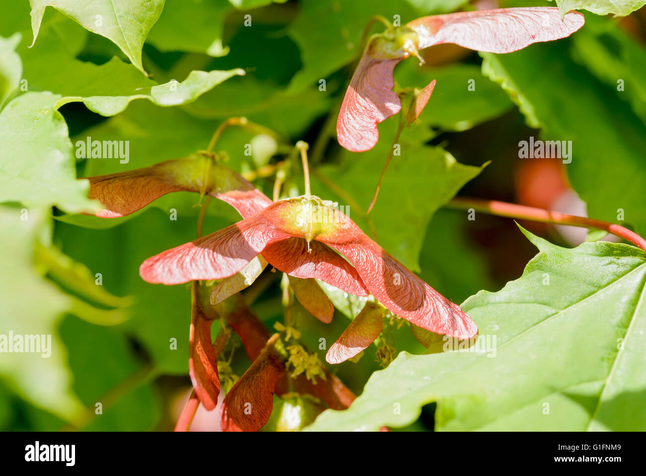 Detail der Ahorn, Acer Circinatum, rote Samara auf einem Hintergrund aus grünen Blättern, beleuchtet durch eine starke Feder Sonne hautnah Stockfoto