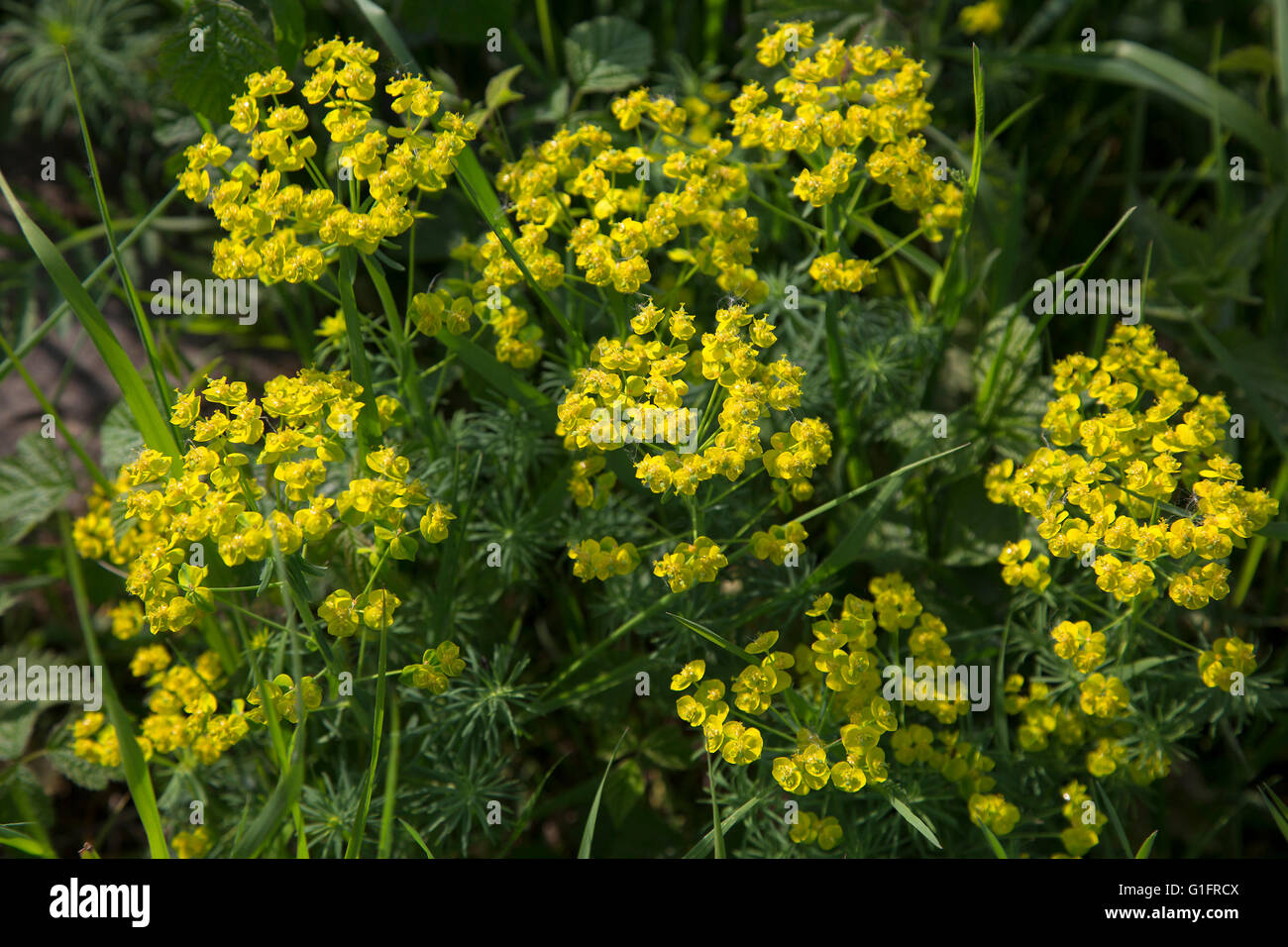 Blumen des grünen Wolfsmilch (Euphorbia Esula); auch benannt grünen Wolfsmilch Stockfoto