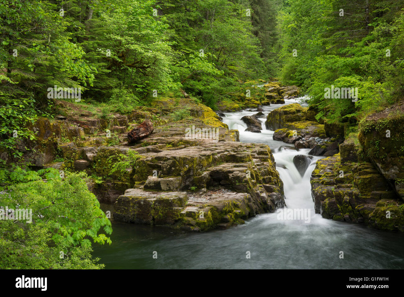 Brice Creek, Umpqua National Forest, Oregon. Stockfoto
