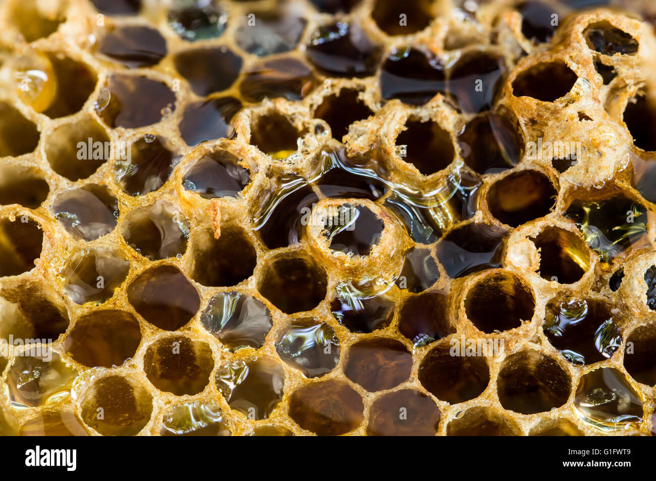 Natur Hintergrund Konzept, Nahaufnahme natürliche Bienenstock Stockfoto