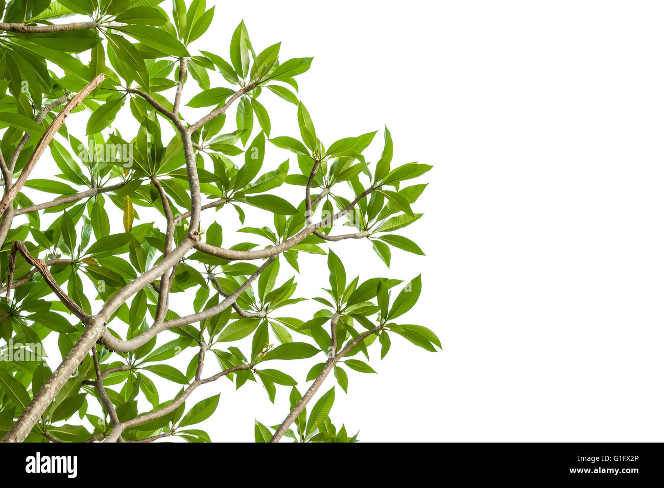 Frangipani Plumeria, Spa Blume Zweig isoliert auf weißem Hintergrund, Clipping-Pfad enthalten Stockfoto