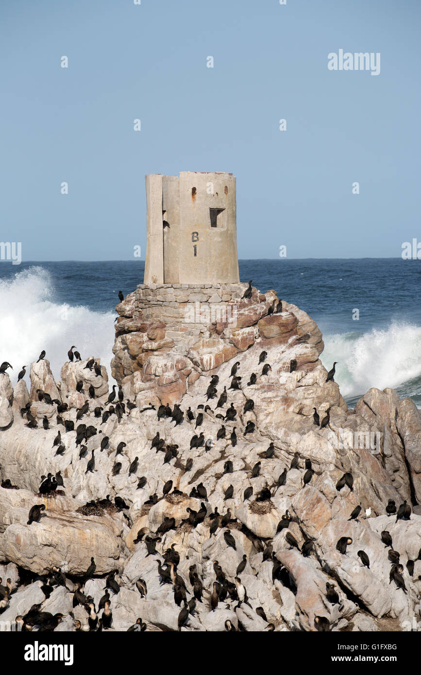 BETTYS BAY WESTERN CAPE Südafrika - APRIL 2016 - ein alter Turm, umgeben von Kormorane am Stoney Point Bettys Bay Stockfoto