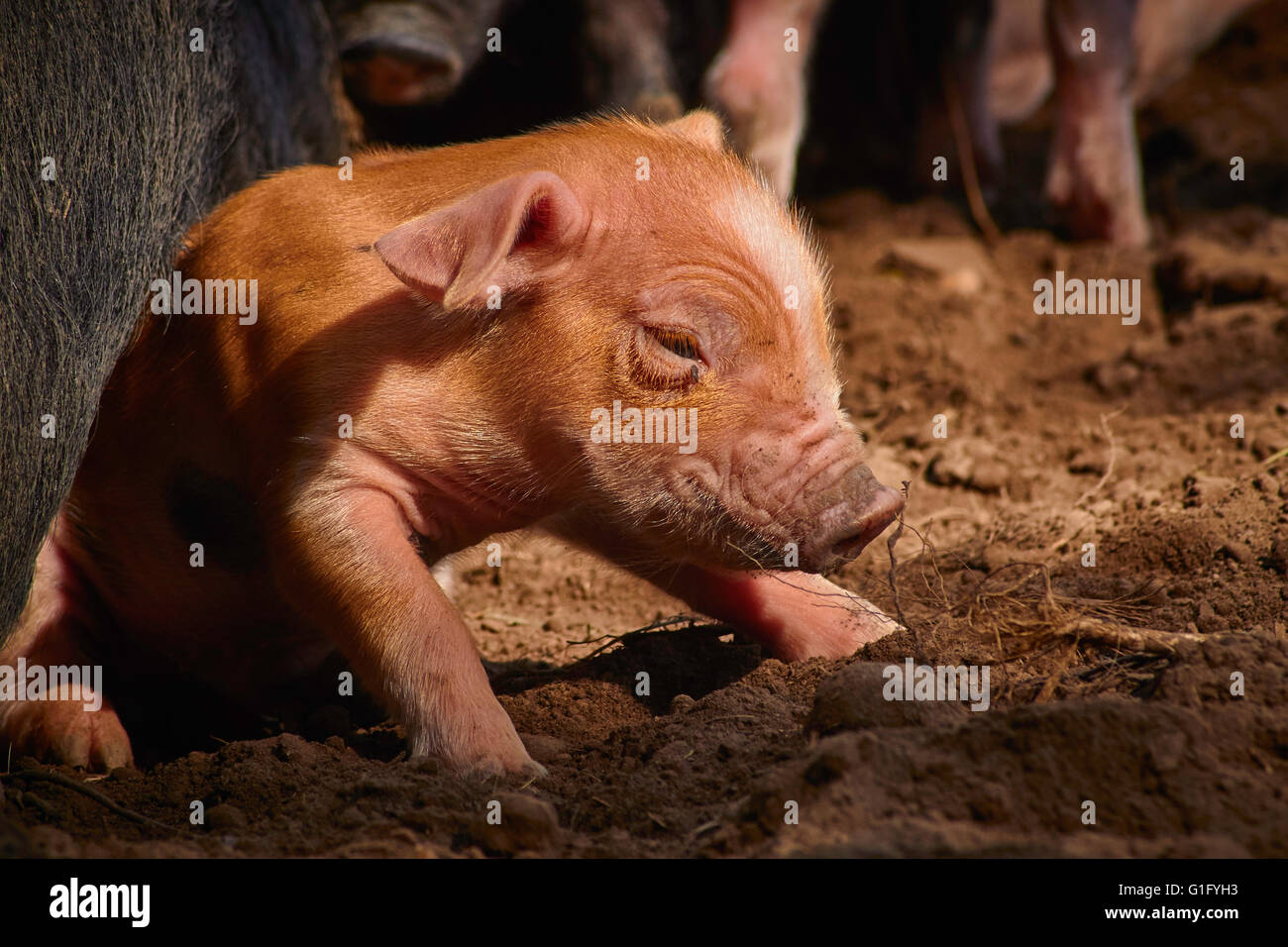 junge Ferkel, Sattel Schweine, Schwein Stockfoto