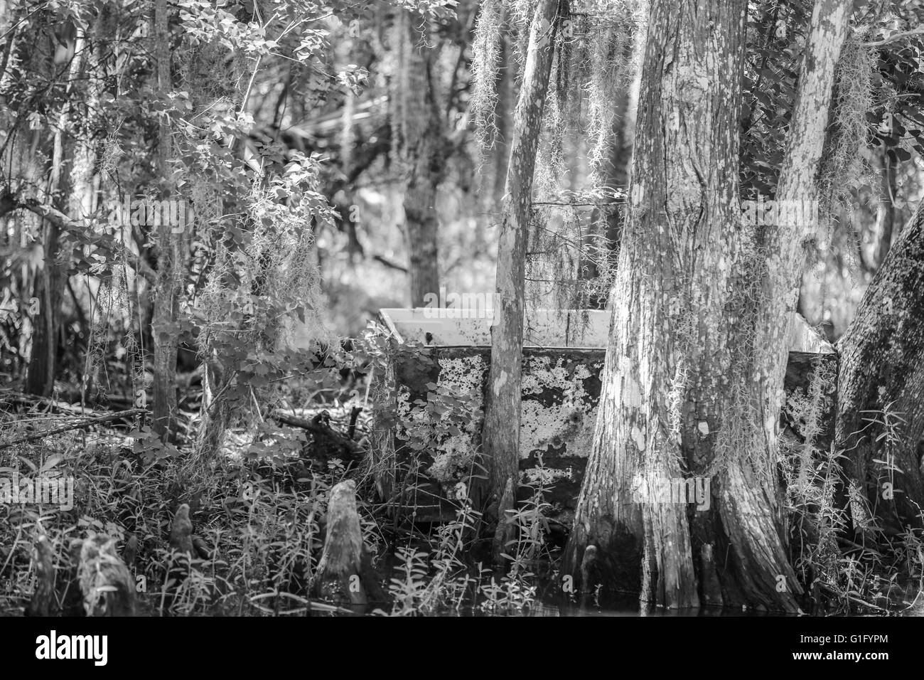 Eine alte weiß Gefrierschrank im Louisiana swamp Stockfoto