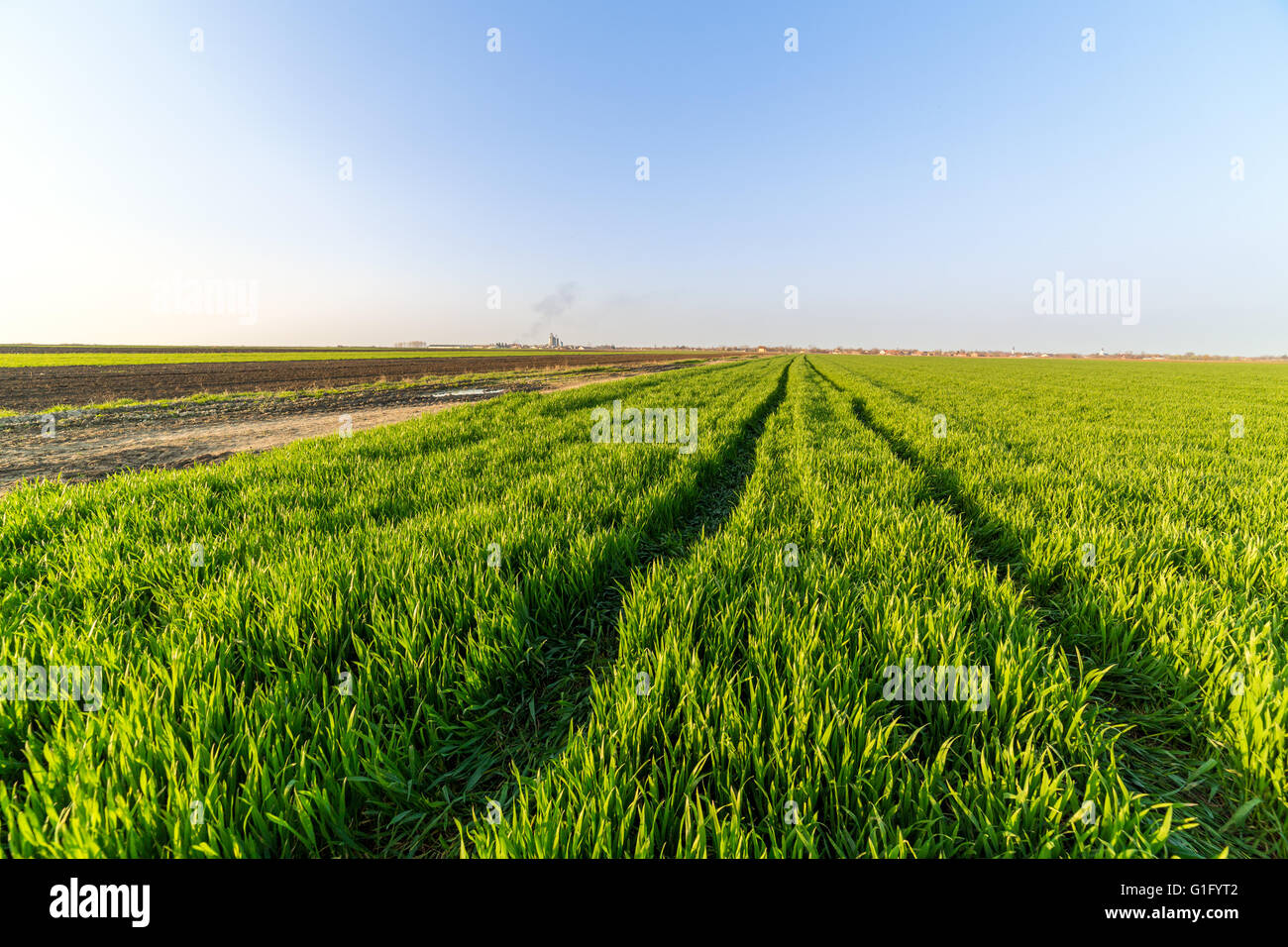 Agrarlandschaft, Ackerkulturen Feld Stockfoto
