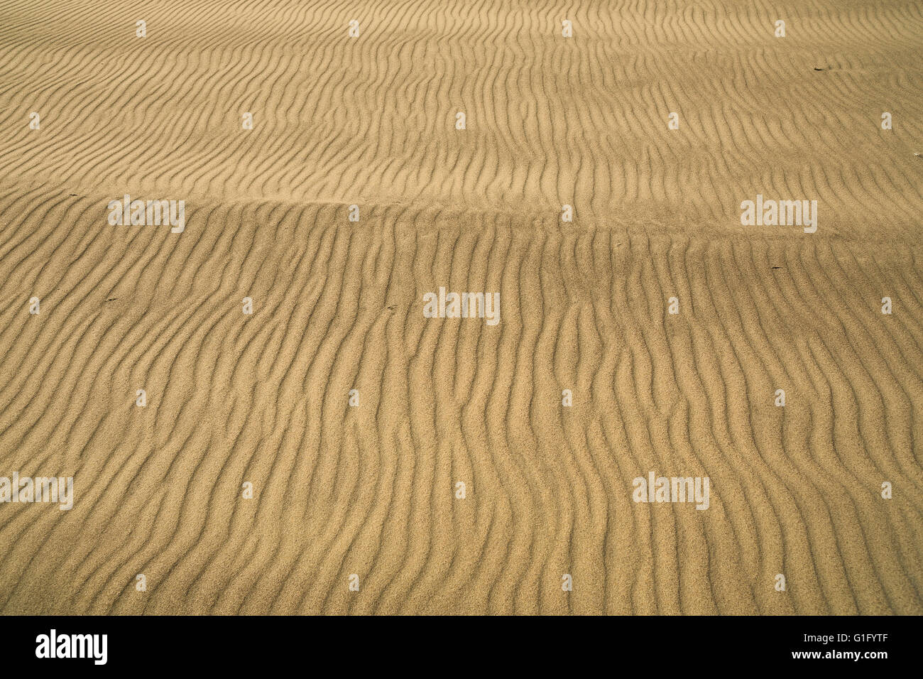 ein Detail der Wind geblasen Sand, gewellt und mit Rillen.  Ein einzigartiges Muster ähnlich wie ein Fingerabdruck Stockfoto