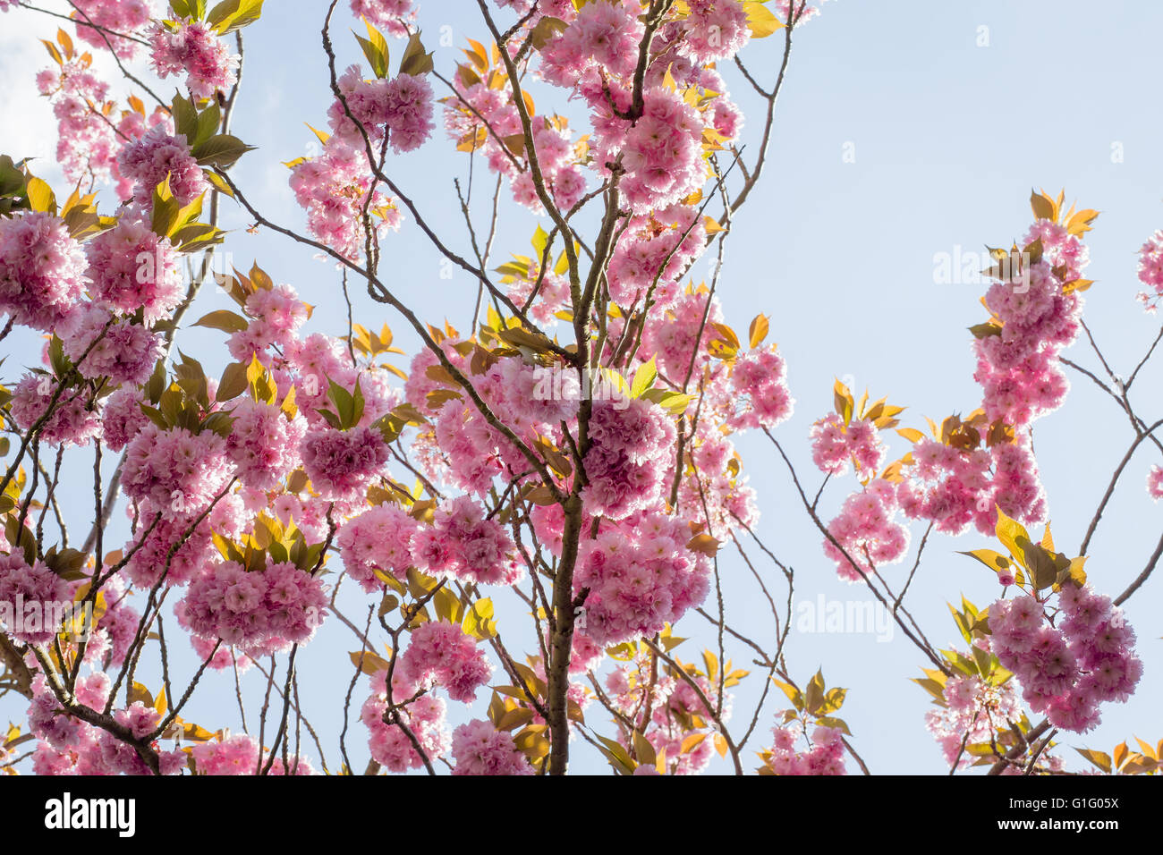 Frühlingsblumen Sie Rosa, Prunus Kanzan Kwanzan Kirschblüte auf Ästen Stockfoto