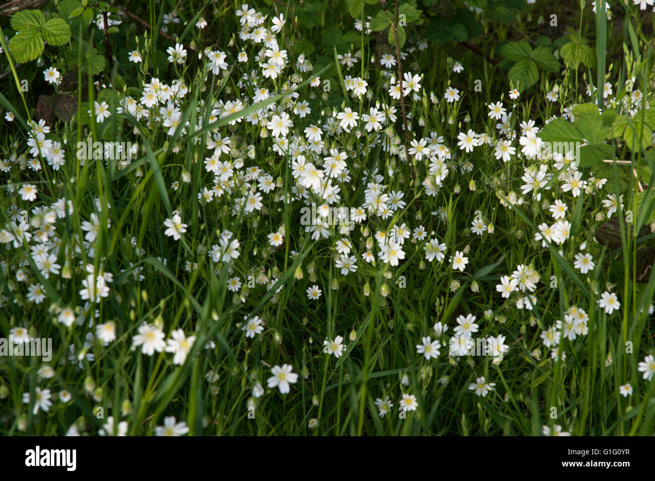 Größere Stitchwort (Stellaria Holostea) einen einheimischen Wildblumen in Großbritannien in eine Hecke wachsen. Stockfoto